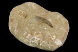 Fossil Plesiosaur (Zarafasaura) Tooth With Fish Verts - Morocco #119673-2
